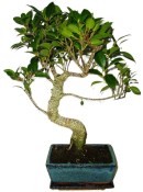 Ficus retusa - fíkovník - bonsai 627