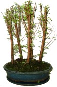 Metasequoia - sekvoj 629 - venkovní bonsaje