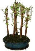 Metasequoia - sekvoj 630 - venkovní bonsaje