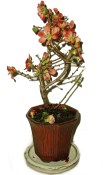 Chaenomeles - kdoulovec 631