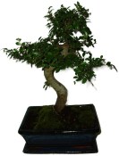 Zelkova 632 - pokojové bonsaje 