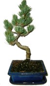 Pinus pentaphila 633 - venkovní bonsaje