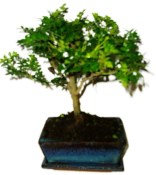 Caragona spinosa - čínský pepř 634 - bonsai