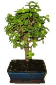 Tlustice - Portulacaria Afra 635