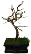 Metasequoia - sekvoj 635 - venkovní bonsaje