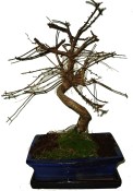 Metasequoia - sekvoj 636 - venkovní bonsaje