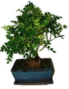 Caragona spinosa - čínský pepř 637 - bonsai