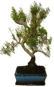 Syzygium 638 - venkovní bonsaje
