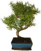 Syzygium 639 - venkovní bonsaje