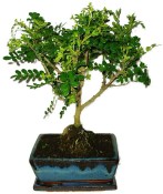 Caragona spinosa - čínský pepř 640 - bonsai