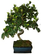 Pyracantha 640 - venkovní bonsaje