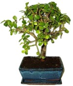 Tlustice - Portulacaria Afra 641