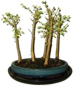 Pseudolarix 641