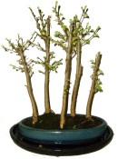 Pseudolarix 642