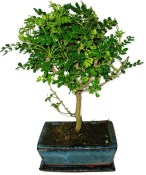 Caragona spinosa - čínský pepř 643 - bonsai
