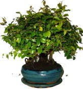 Pokojová bonsai - Sagerethia thea 644