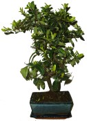 Pyracantha 644 - venkovní bonsaje