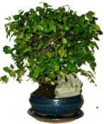 Pokojová bonsai - Sagerethia thea 646