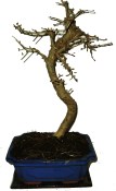 Pseudolarix 647