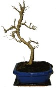 Pseudolarix 648