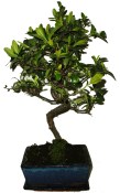 Venkovní bonsaje - Azalka - Rhododendron 649