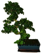 Ligustrum chinensis ptačí zob 654