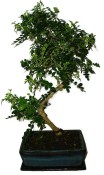Caragona spinosa - čínský pepř 655 - bonsai