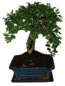 Zelkova 604 - pokojové bonsaje 