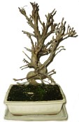 Malus - Třešňoplodá jabloň 657