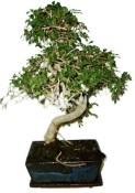 Zelkova 604 - pokojové bonsaje 