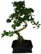 Pokojová bonsaj Carmona microphylla - čaj fuki 658