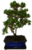 Venkovní bonsaje - Azalka - Rhododendron 659