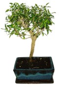 Serissa foetida - strom tísíce hvězd 632