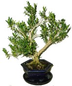 Buxus harlandi - korkový buxus - 660