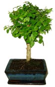Ligustrum chinensis ptačí zob 608