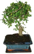 Zelkova 604 - pokojové bonsaje 