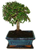 Zelkova 604 - pokojové bonsaje 