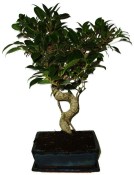 Ficus retusa - fíkovník - bonsai 665