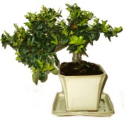 Pyracantha 453 - venkovní bonsaje