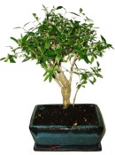 Serissa foetida - strom tísíce hvězd 632