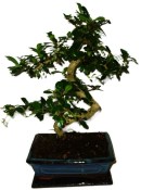 Pokojová bonsaj Carmona microphylla - čaj fuki 666