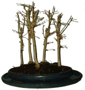 Pseudolarix 211