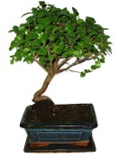 Pokojová bonsai - Sagerethia thea 367