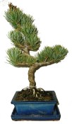 Pinus penat. 737 - venkovní bonsaje