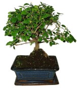 Pokojová bonsai - Sagerethia thea 367