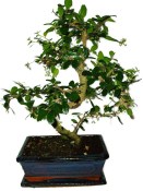 Pokojová bonsaj Carmona microphylla - čaj fuki 668