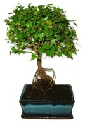 Pokojová bonsai - Sagerethia thea 367