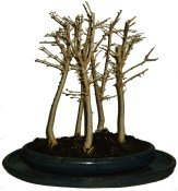Pseudolarix 746