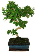 Pokojová bonsaj Carmona microphylla - čaj fuki 652