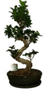 Ficus retusa - fíkovník - bonsai 670